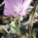 Image of Parry's mallow