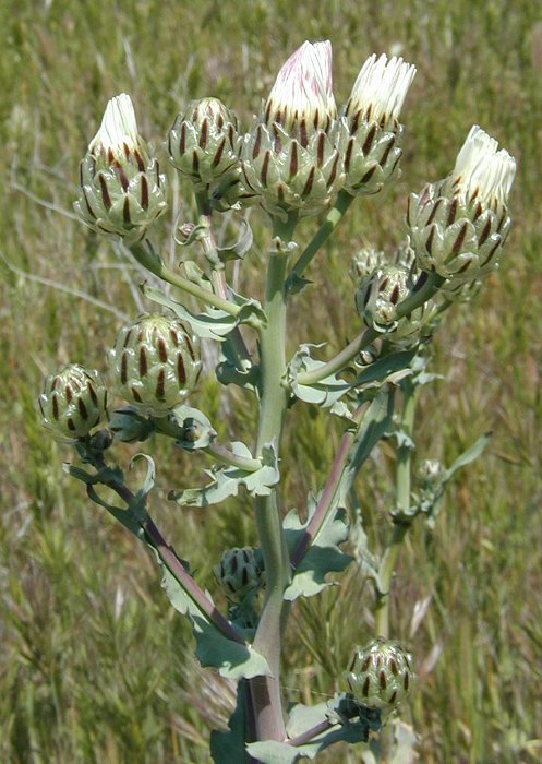 Image of snake's head