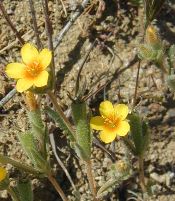 Image of Veatch's blazingstar