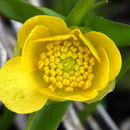 Imagem de Ranunculus alismifolius Geyer ex Benth.