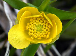 Image of plantainleaf buttercup