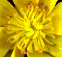 Image of plantainleaf buttercup