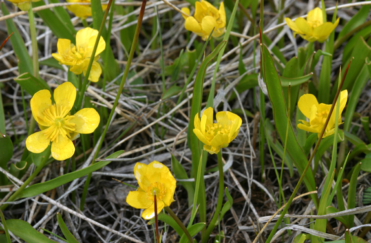 Image of plantainleaf buttercup