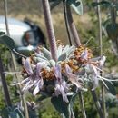 Imagem de Salvia leucophylla Greene