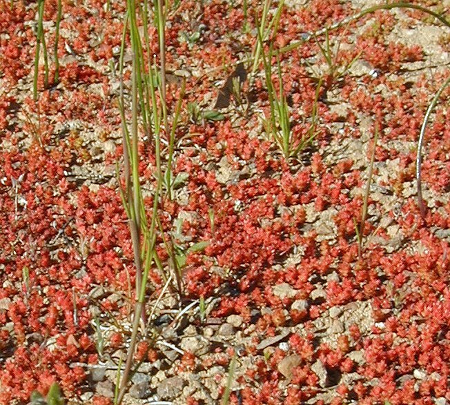 Crassula connata (Ruiz & Pav.) A. Berger resmi