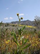 Image of bristly fiddleneck