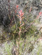 Image of Wyoming Indian paintbrush