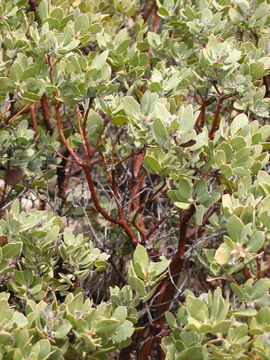 Image of Parry manzanita