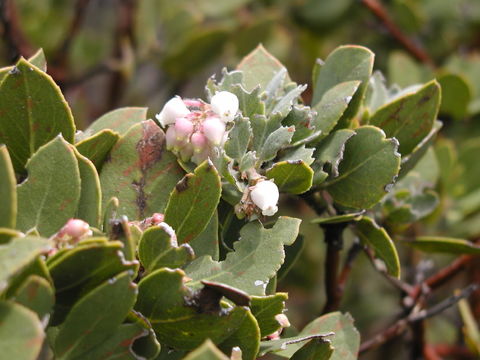 Image of Parry manzanita