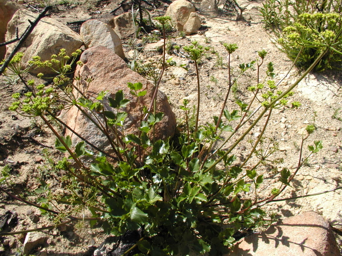 Image of southern umbrellawort