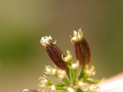 Image of southern umbrellawort