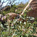 Image de Phacelia brachyloba (Benth.) A. Gray