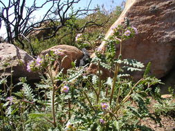 Image of shortlobe phacelia