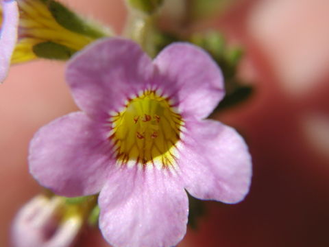 Image of shortlobe phacelia