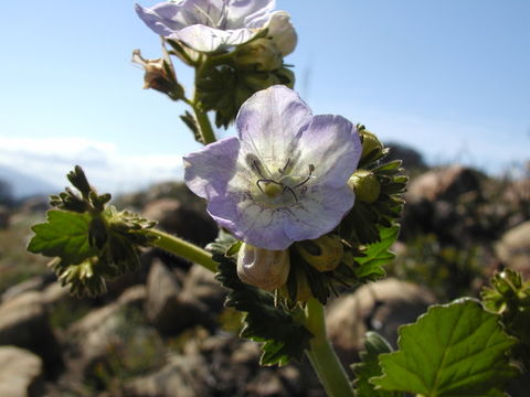 Image de Phacelia grandiflora (Benth.) A. Gray