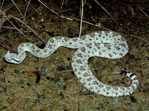 Image of Sidewinder Rattlesnake