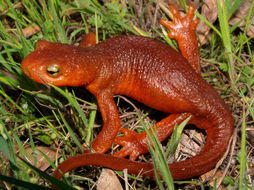 Image of California Newt