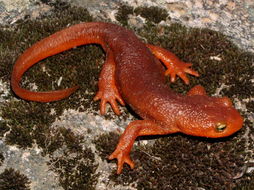 Image of California Newt