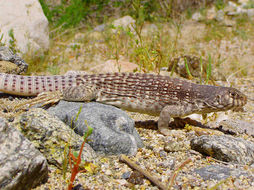 Plancia ëd Dipsosaurus dorsalis (Baird & Girard 1852)