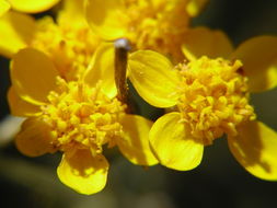 Image of golden-yarrow