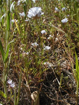 Image of bluehead gilia