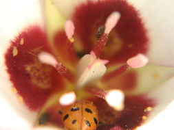 Image of Santa Catalina mariposa lily