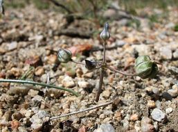 Imagem de Muilla coronata Greene