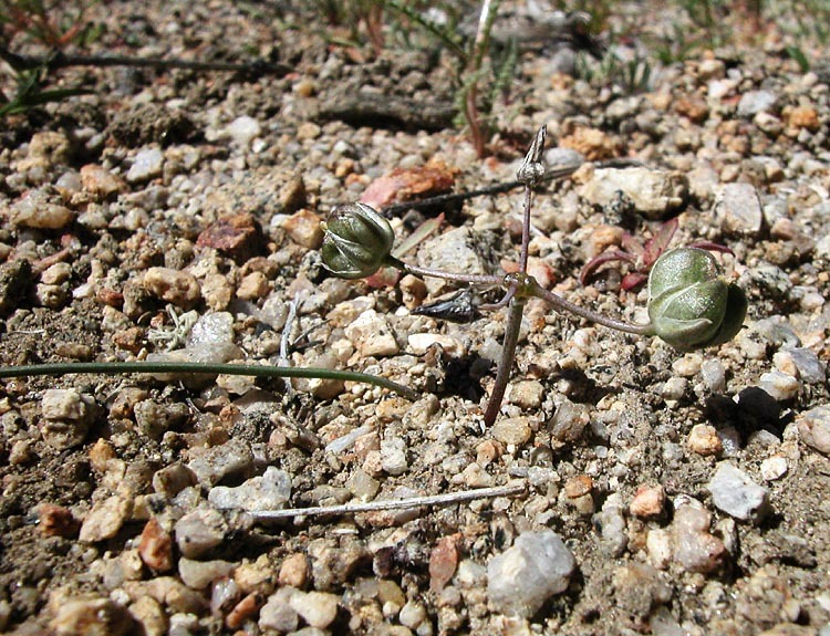 Imagem de Muilla coronata Greene