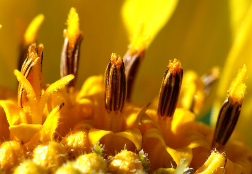 Image of deltoid balsamroot