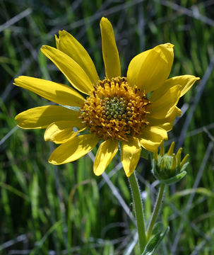 Image of deltoid balsamroot