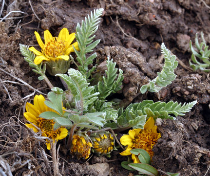 Image of Hooker's balsamroot