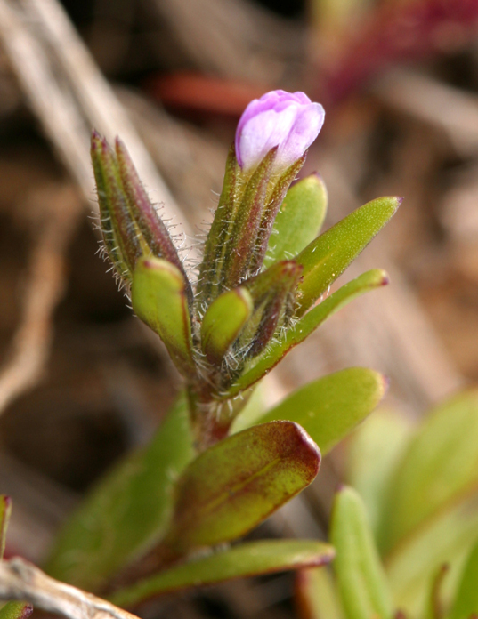 Image of slender phlox