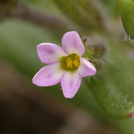 Image of slender phlox