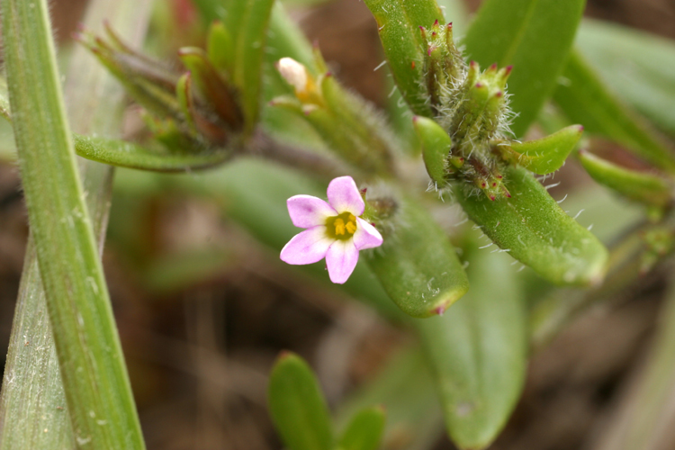 Image of slender phlox