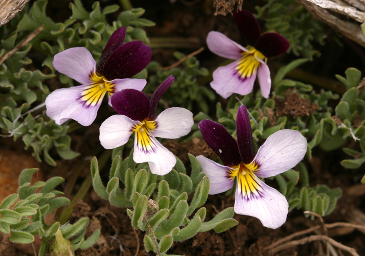 Image of Beckwith's violet