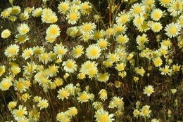 Image of smooth desertdandelion