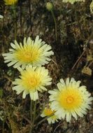 Image of smooth desertdandelion