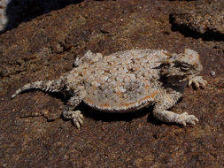 Image of Desert Horned Lizard