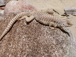 Plancia ëd Dipsosaurus dorsalis (Baird & Girard 1852)