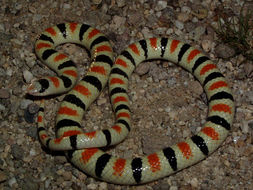 Image of Western Shovel-nose Snake