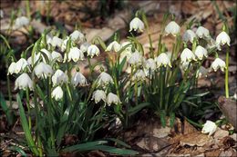 Image of Spring Snowflake