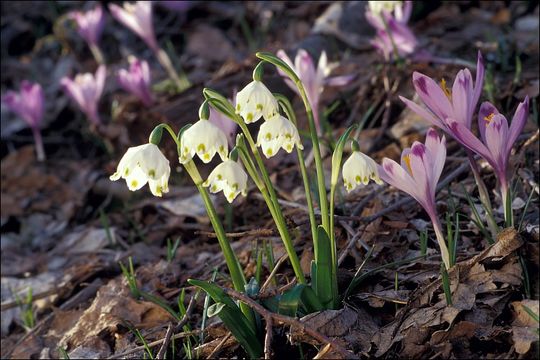 Image of Spring Snowflake