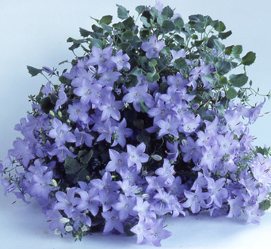 Image of Campanula isophylla Moretti