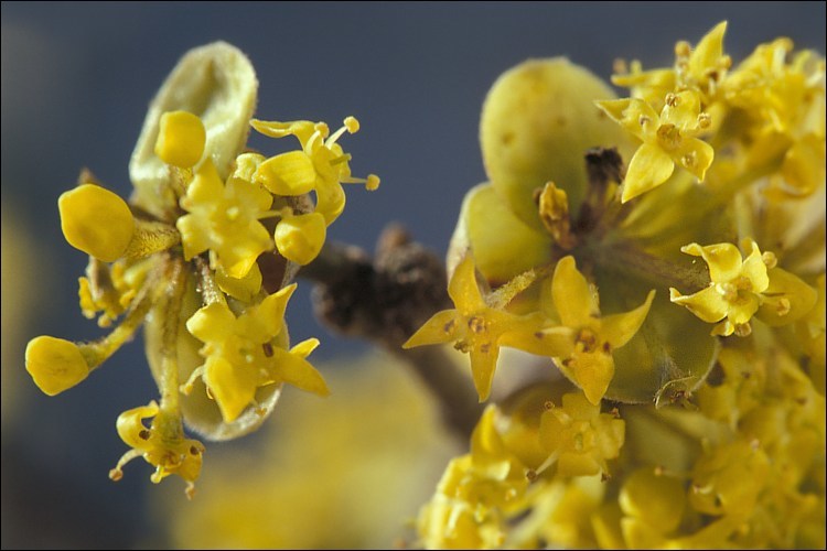 Image of Cornelian cherry dogwood