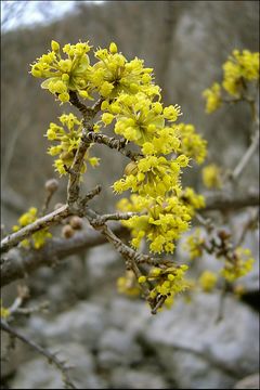 Image of Cornelian cherry dogwood