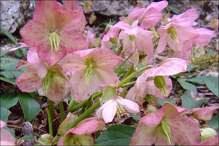 Image of black hellebore