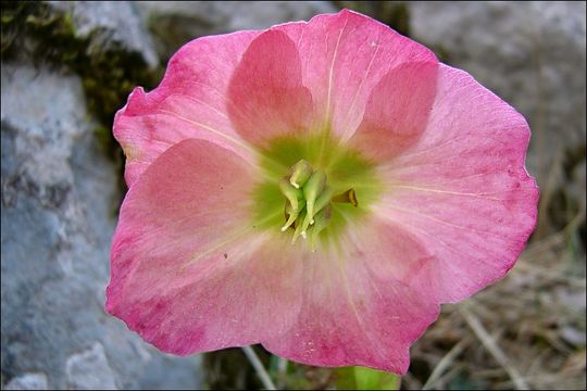 Image of black hellebore