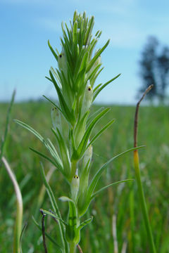 Image of attenuate Indian paintbrush