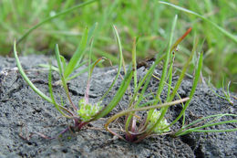 Image of San Diego pepperweed