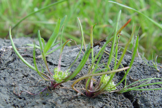 صورة Lepidium latipes Hook.